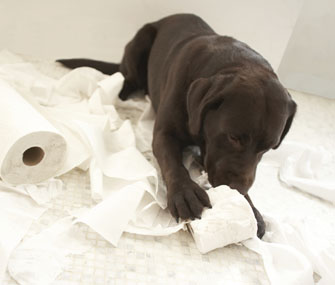 Lab Puppy Chewing Lab Puppy Chewing